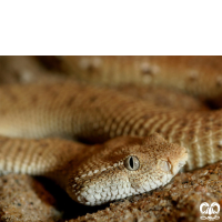 گونه کک مار Leaf- nosed Viper